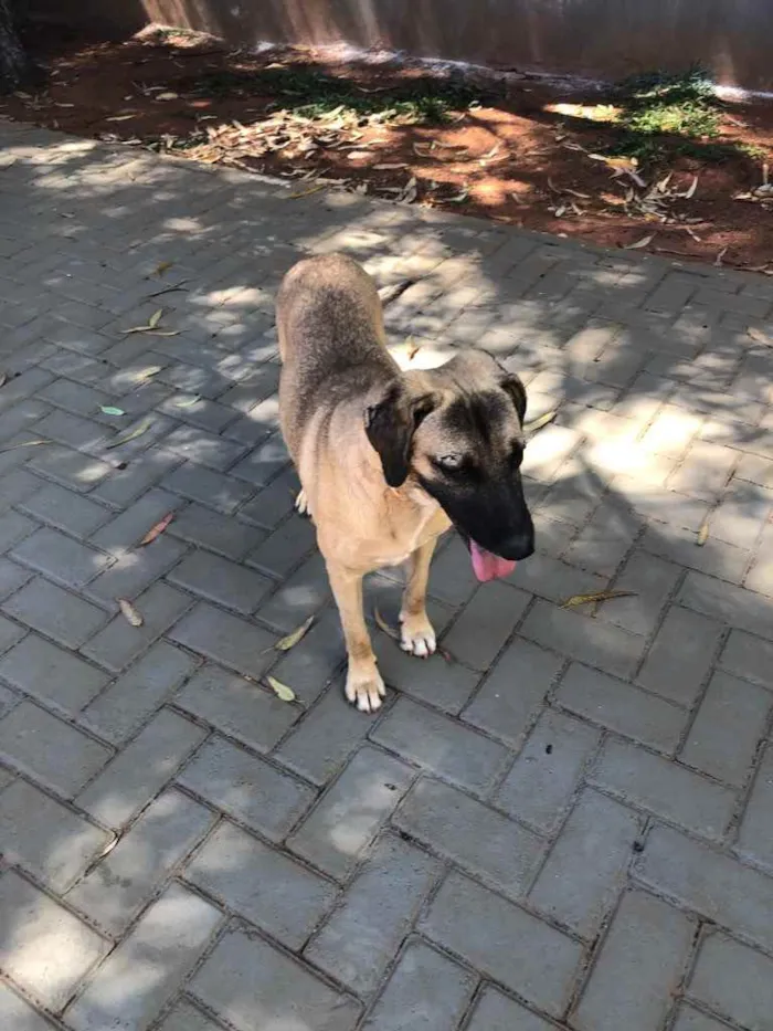 Cachorro ra a Sem raça  idade 2 anos nome Guerreiro 