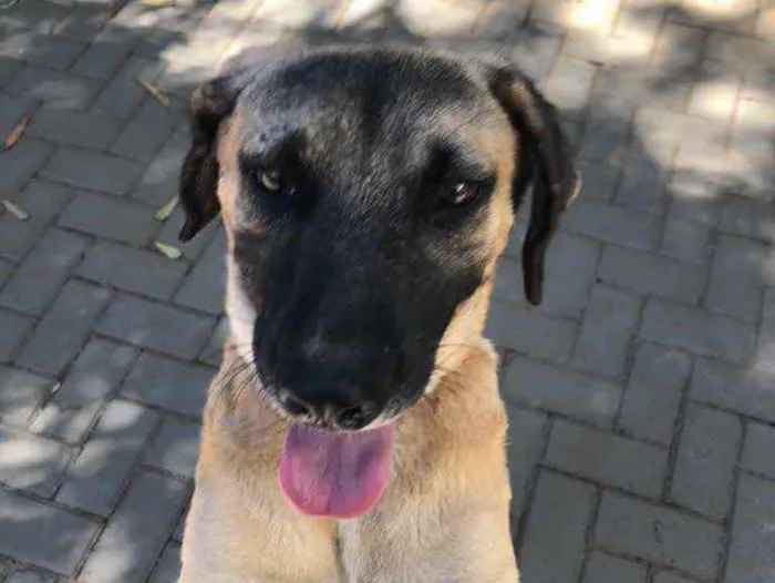 Cachorro ra a Sem raça  idade 2 anos nome Guerreiro 