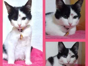 Gato raça SRD  idade Abaixo de 2 meses nome Duda 