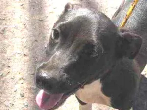 Cachorro raça Sem raça  idade 2 a 6 meses nome Pingo 