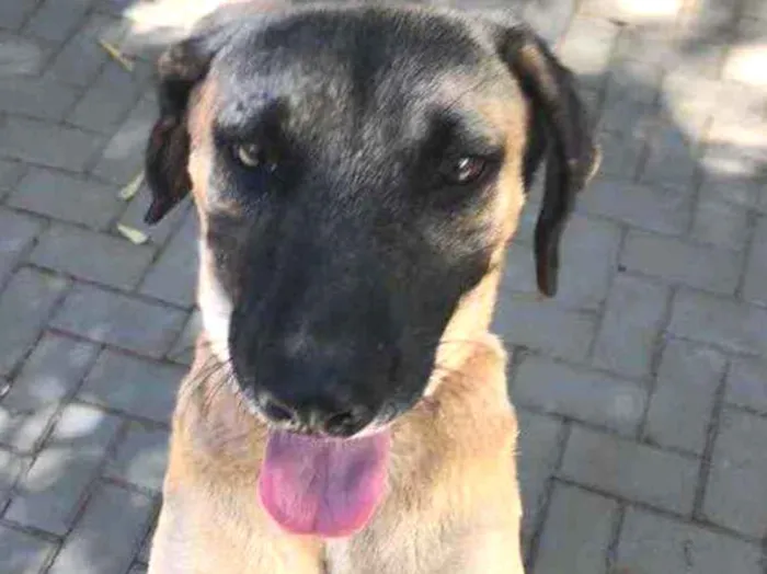 Cachorro ra a Sem raça  idade 2 anos nome Guerreiro 