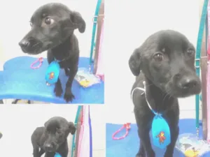 Cachorro raça Vira-lata  idade 7 a 11 meses nome N/A