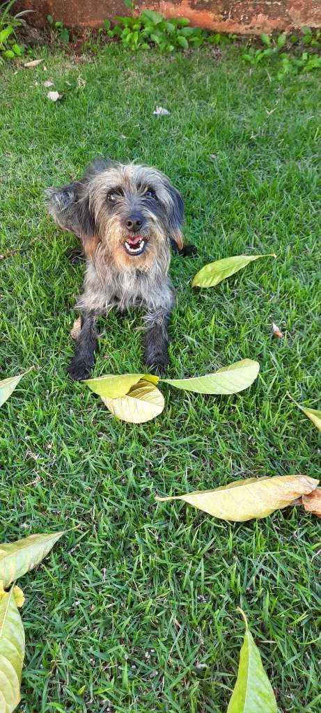 Cachorro ra a Sem raça definida idade 2 anos nome LARA