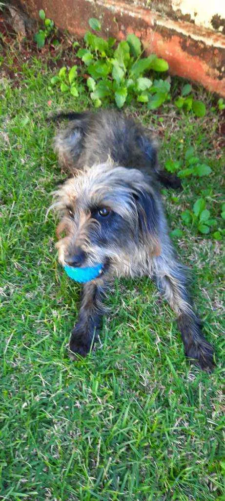 Cachorro ra a Sem raça definida idade 2 anos nome LARA