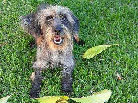 Cachorro ra a Sem raça definida idade 2 anos nome LARA