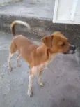 Bidu