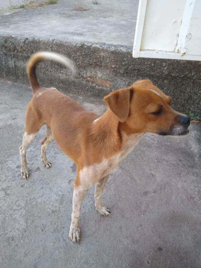 Cachorro raça Vira lata idade 1 ano nome Bidu