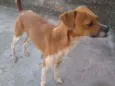 Bidu