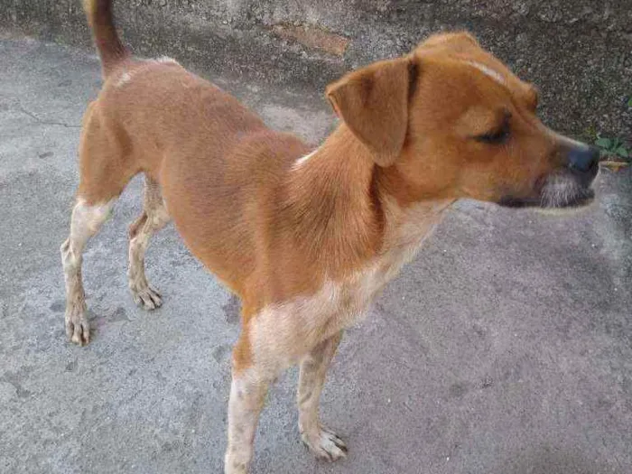 Cachorro raça Vira lata idade 1 ano nome Bidu