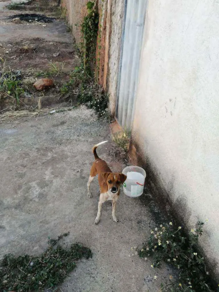 Cachorro raça Vira lata idade 1 ano nome Bidu