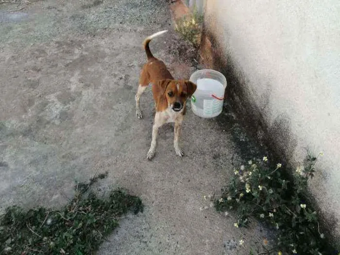 Cachorro raça Vira lata idade 1 ano nome Bidu