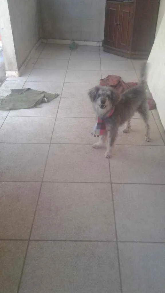 Cachorro raça Vira  lata   idade 2 anos nome Tedy