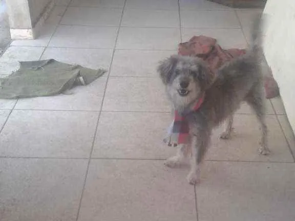 Cachorro raça Vira  lata   idade 2 anos nome Tedy