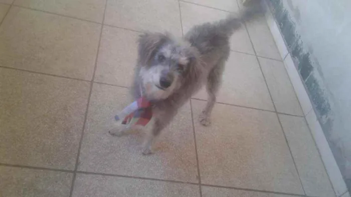 Cachorro raça Vira  lata   idade 2 anos nome Tedy