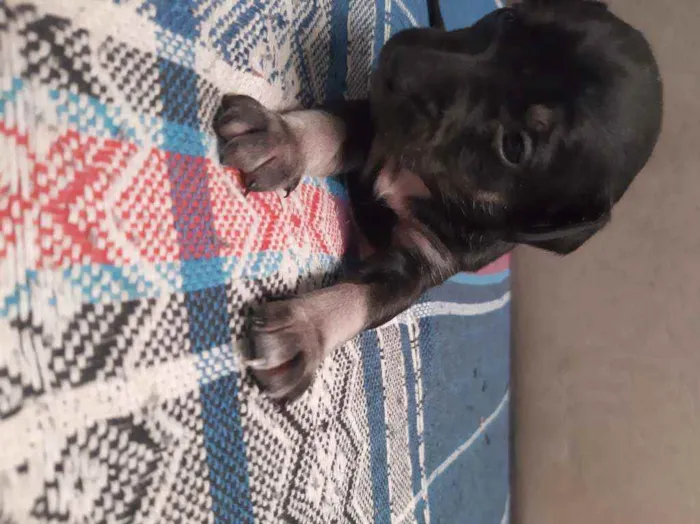 Cachorro ra a Vira-lata idade Abaixo de 2 meses nome Leo ,Tom, Lola, Nina