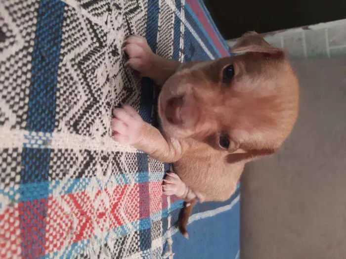 Cachorro ra a Vira-lata idade Abaixo de 2 meses nome Leo ,Tom, Lola, Nina