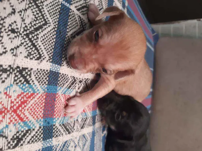 Cachorro ra a Vira-lata idade Abaixo de 2 meses nome Leo ,Tom, Lola, Nina
