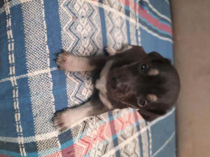 Cachorro ra a Vira-lata idade Abaixo de 2 meses nome Leo ,Tom, Lola, Nina