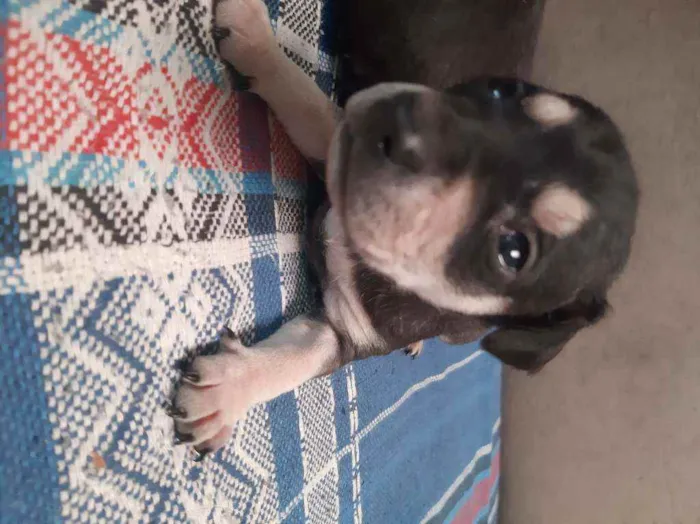 Cachorro ra a Vira-lata idade Abaixo de 2 meses nome Leo ,Tom, Lola, Nina