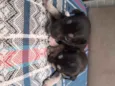 Leo ,Tom, Lola, Nina