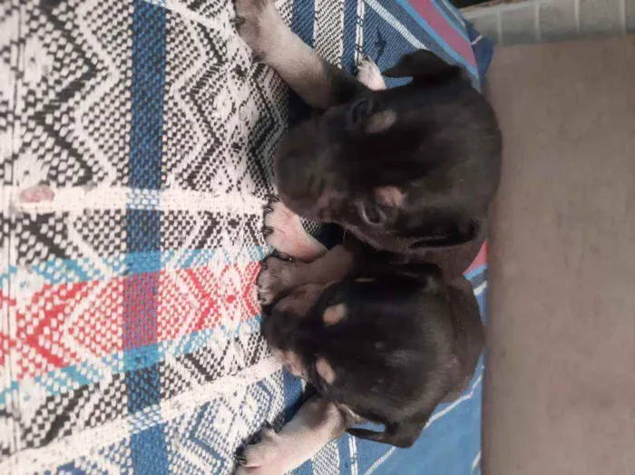 Cachorro ra a Vira-lata idade Abaixo de 2 meses nome Leo ,Tom, Lola, Nina