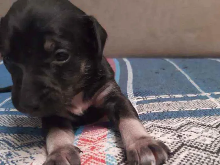 Cachorro ra a Vira-lata idade Abaixo de 2 meses nome Leo ,Tom, Lola, Nina