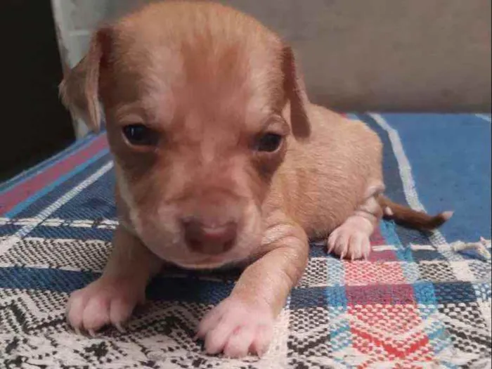 Cachorro ra a Vira-lata idade Abaixo de 2 meses nome Leo ,Tom, Lola, Nina