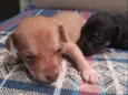Leo ,Tom, Lola, Nina