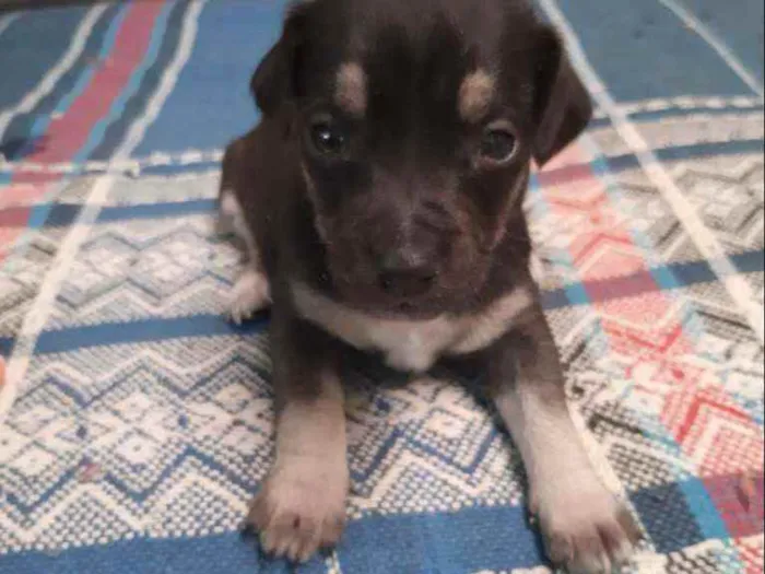 Cachorro ra a Vira-lata idade Abaixo de 2 meses nome Leo ,Tom, Lola, Nina