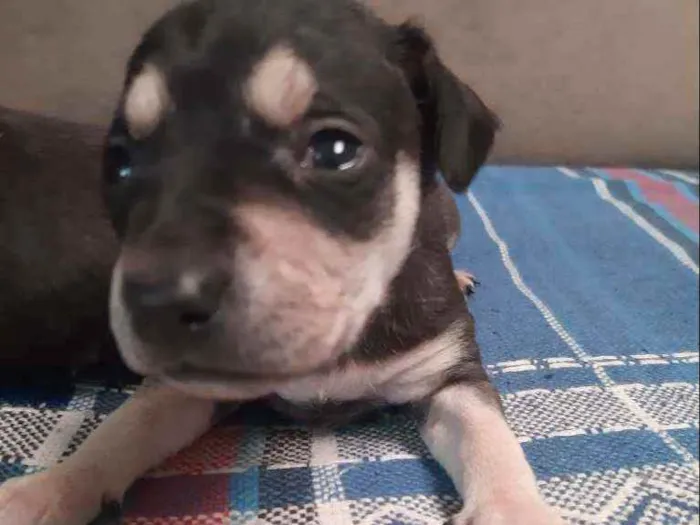 Cachorro ra a Vira-lata idade Abaixo de 2 meses nome Leo ,Tom, Lola, Nina