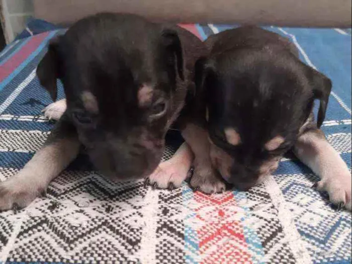 Cachorro ra a Vira-lata idade Abaixo de 2 meses nome Leo ,Tom, Lola, Nina