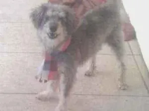 Cachorro raça Vira  lata   idade 2 anos nome Tedy