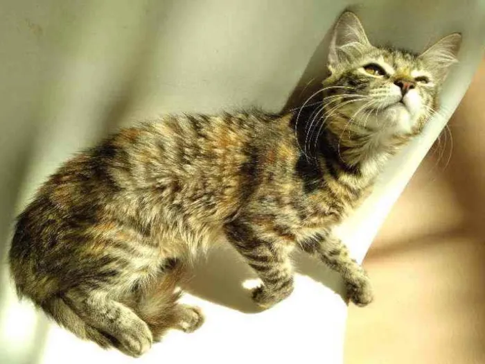 Gato ra a SRD idade 1 ano nome Ritinha