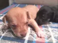 Leo ,Tom, Lola, Nina