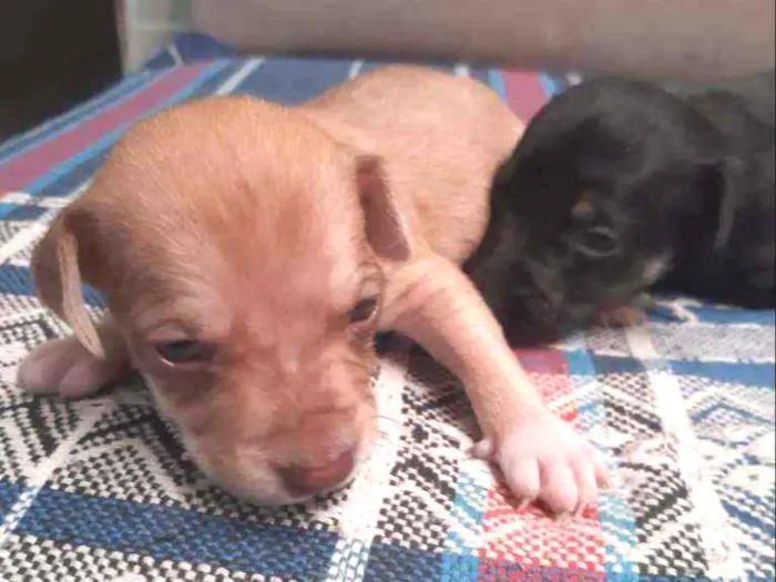 Cachorro ra a Vira-lata idade Abaixo de 2 meses nome Leo ,Tom, Lola, Nina