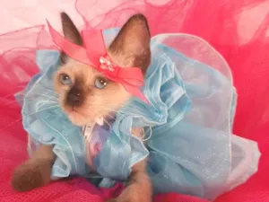 Gato raça SEM RAÇA DEFINIDA.  idade Abaixo de 2 meses nome SEM NOME.