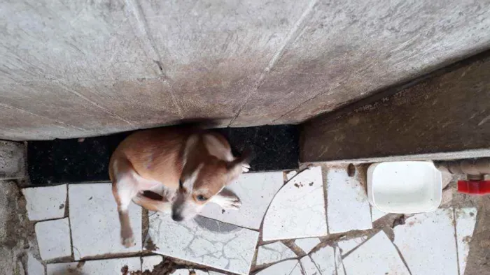 Cachorro ra a Vira-lata idade 2 a 6 meses nome Rebeca 