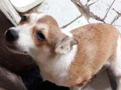 Cachorro ra a Vira-lata idade 2 a 6 meses nome Rebeca 