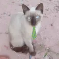 Theo 