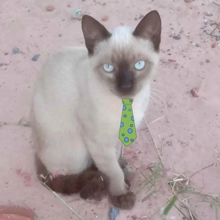 Gato ra a Siames  idade 2 a 6 meses nome Theo 