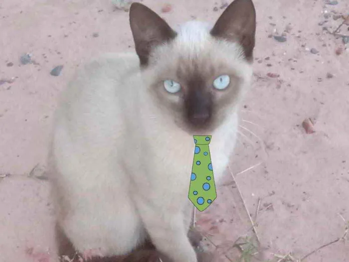 Gato ra a Siames  idade 2 a 6 meses nome Theo 