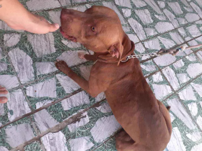Cachorro ra a Pitbuul idade 2 anos nome Duki