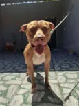 Duki