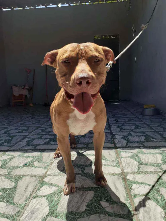 Cachorro ra a Pitbuul idade 2 anos nome Duki