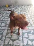 Duki