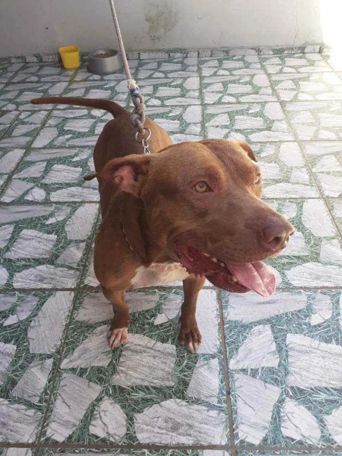Cachorro ra a Pitbuul idade 2 anos nome Duki