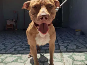 Cachorro raça Pitbuul idade 2 anos nome Duki