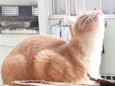 Tom