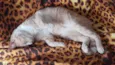 Tom