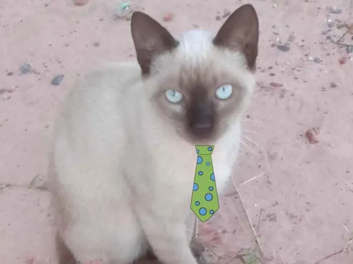 Gato ra a Siames  idade 2 a 6 meses nome Theo 